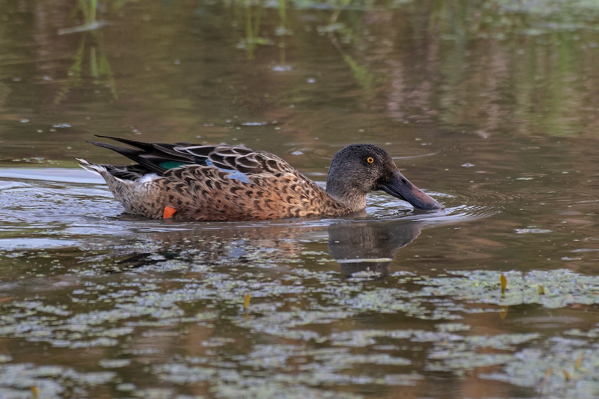 Northern Shoveler - ML657447356