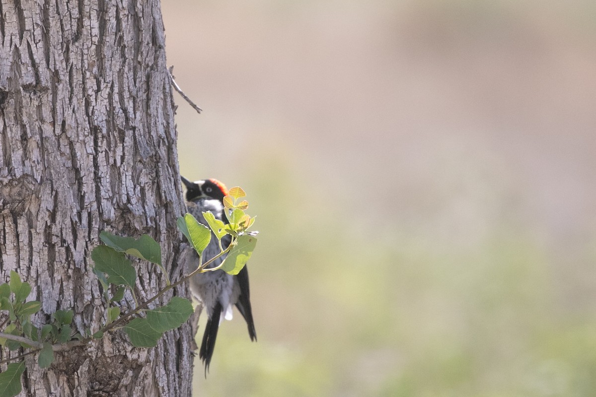 Acorn Woodpecker - ML657447384