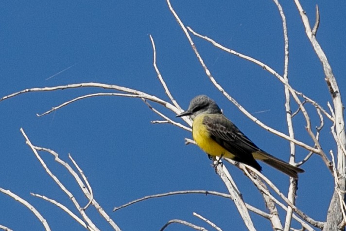Tropical Kingbird - ML657447390