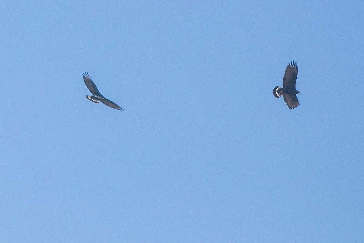 Zone-tailed Hawk - ML657447435