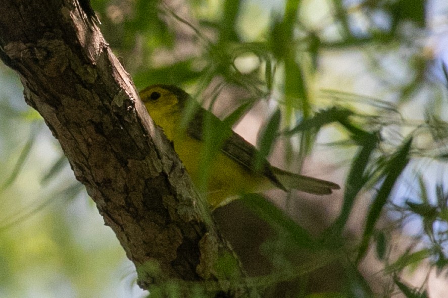 Hooded Warbler - ML657447522