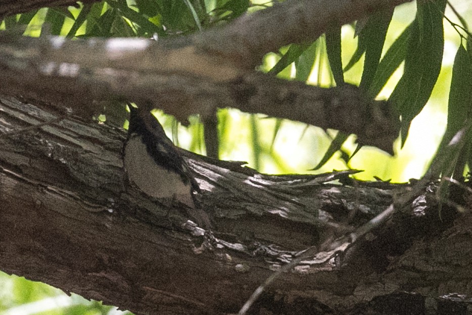 Black-throated Blue Warbler - ML657447531