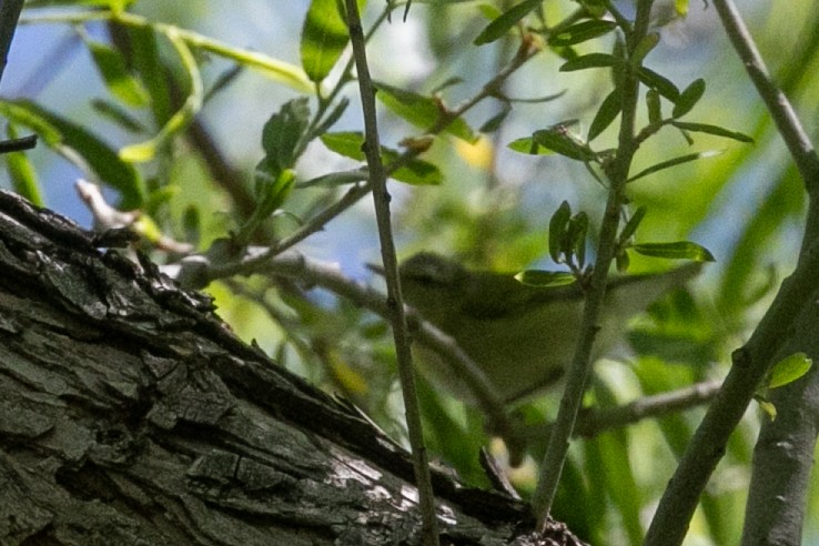 Tennessee Warbler - ML657447539