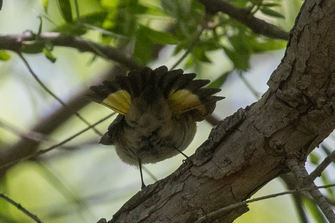 American Redstart - ML657447543
