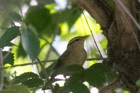 Worm-eating Warbler - ML657447571