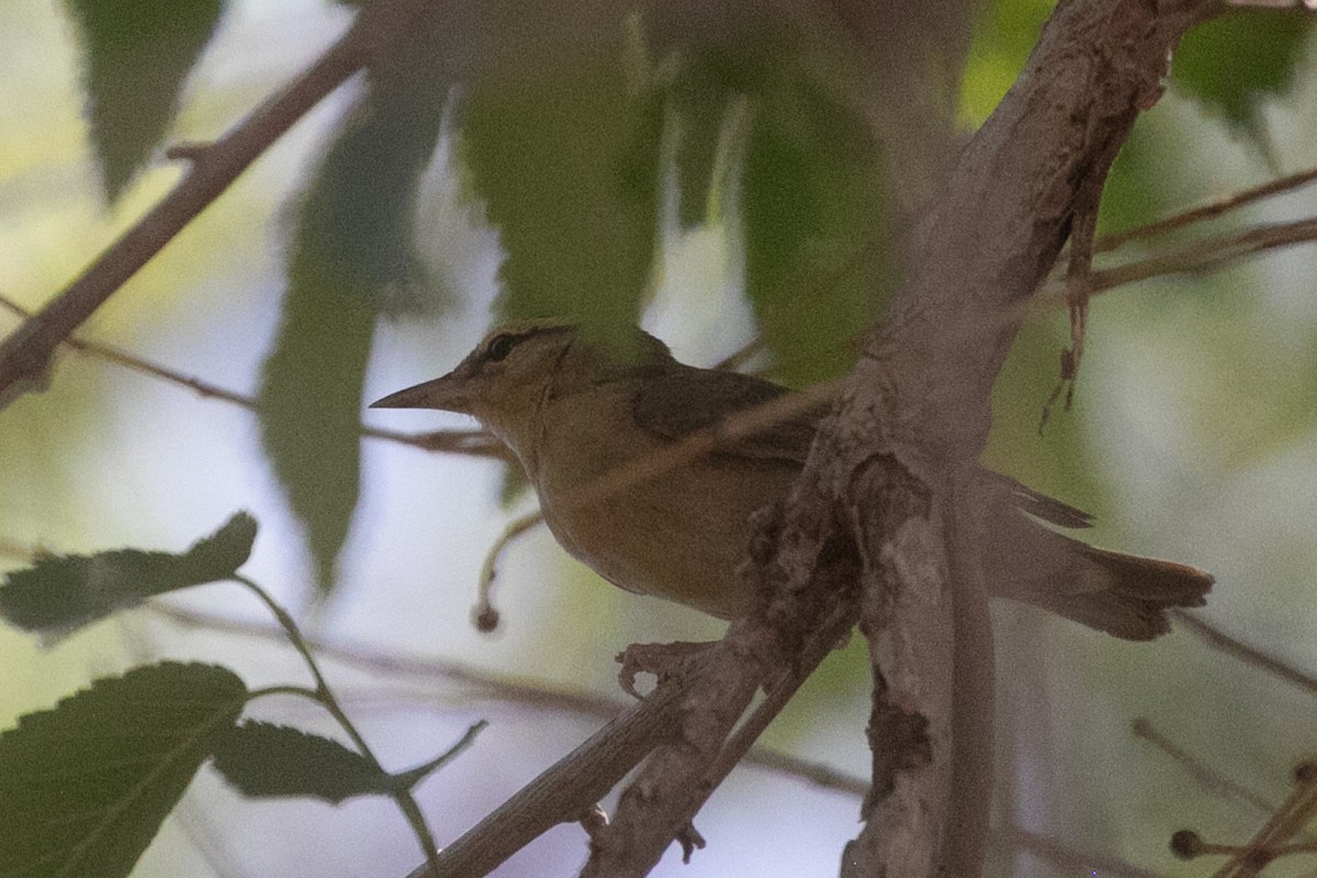 Worm-eating Warbler - ML657447572