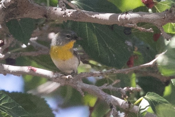 Northern Parula - ML657447593