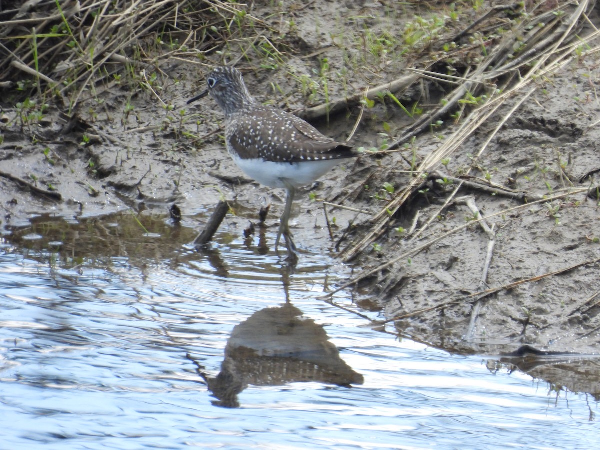 Solitary Sandpiper - ML657448565