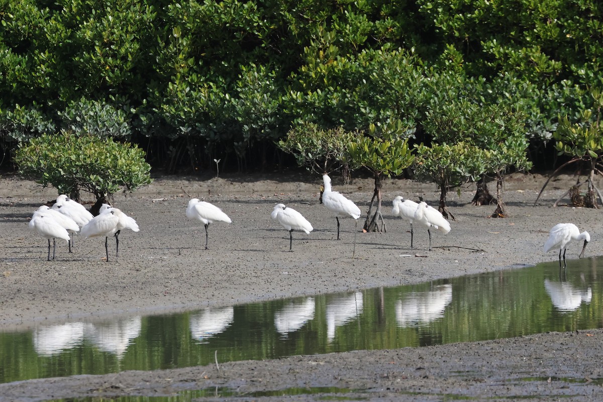 Black-faced Spoonbill - ML657448578