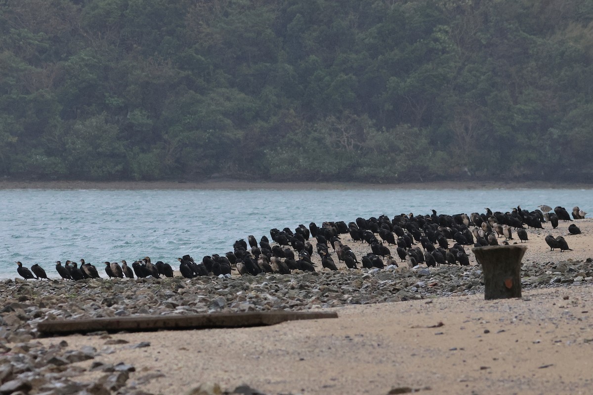 Great Cormorant - ML657448695