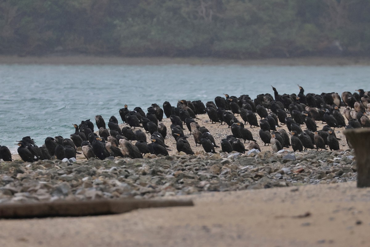 Great Cormorant - ML657448696