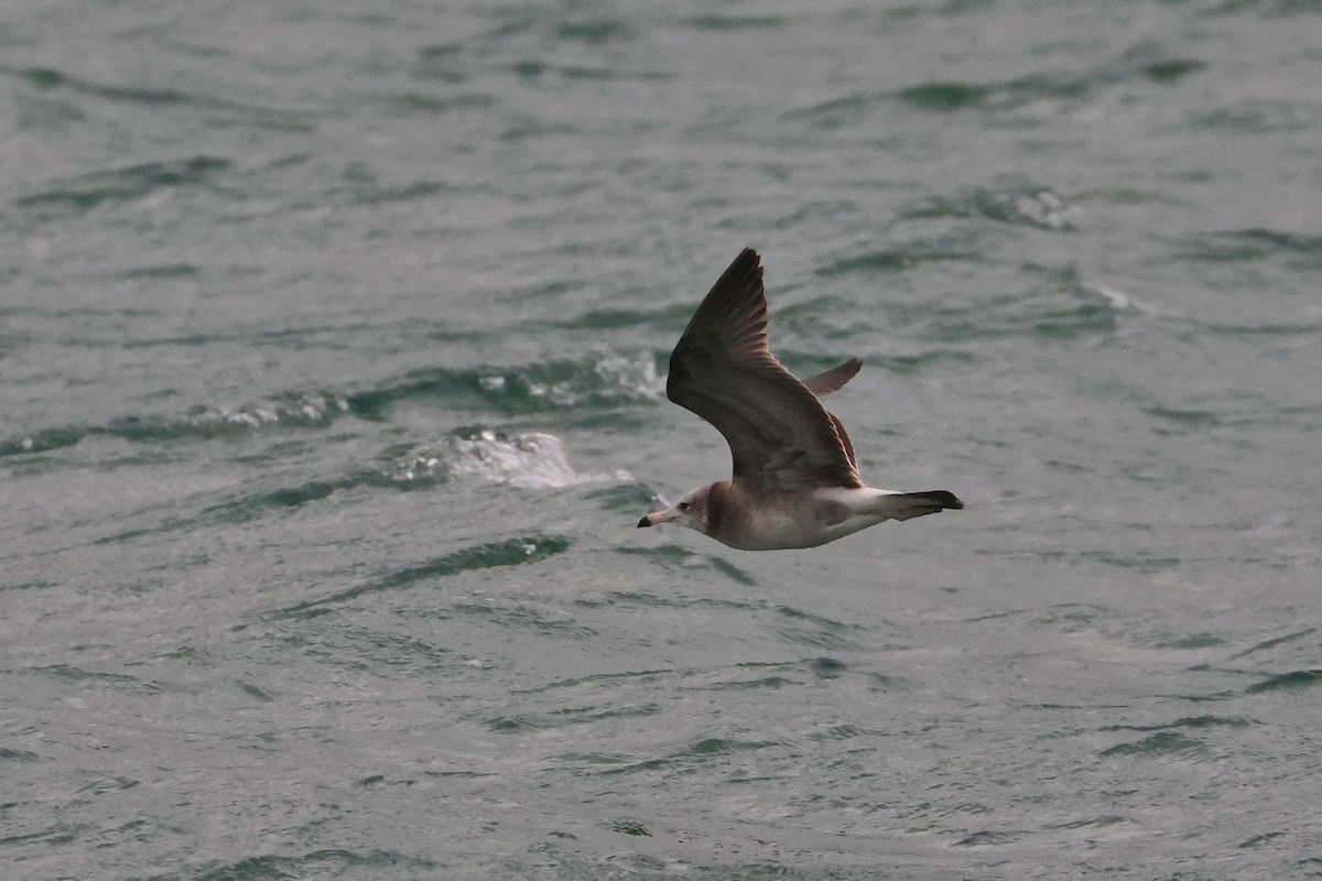 Black-tailed Gull - ML657448698