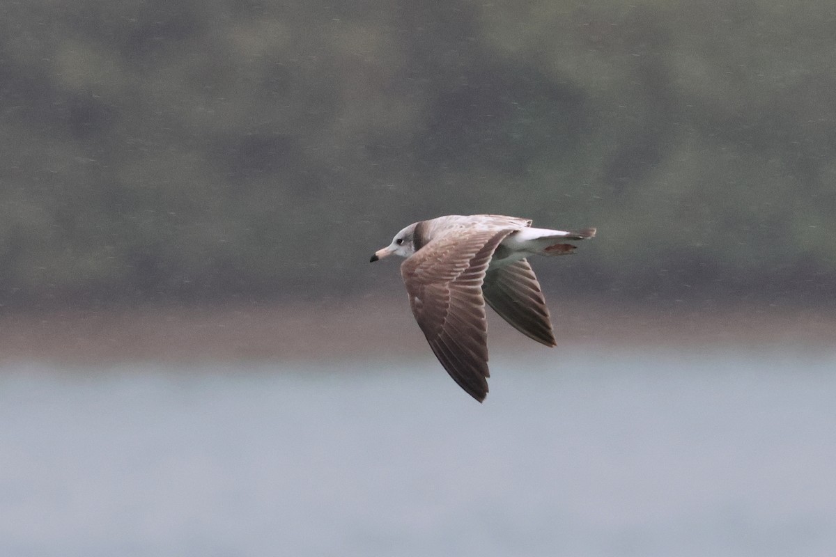 Black-tailed Gull - ML657448700