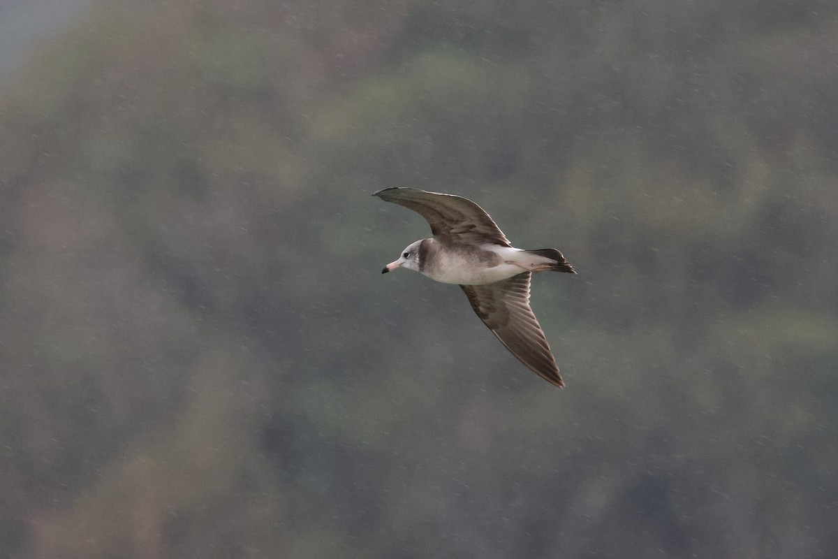 Black-tailed Gull - ML657448702