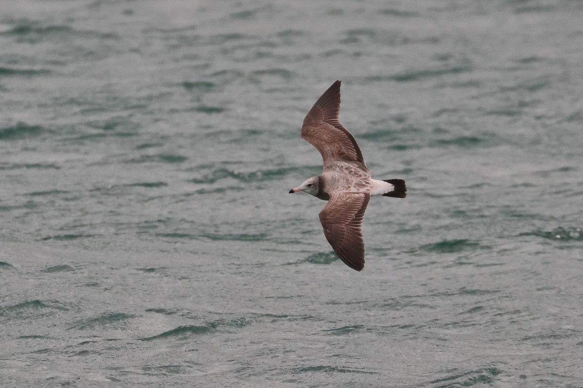 Black-tailed Gull - ML657448703