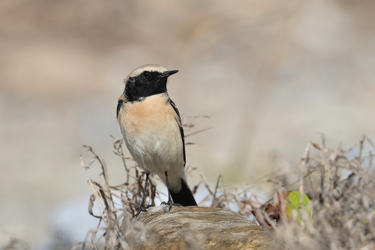 Desert Wheatear - ML657448778