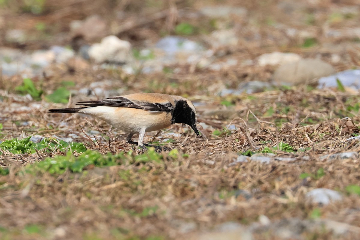 Desert Wheatear - ML657448784