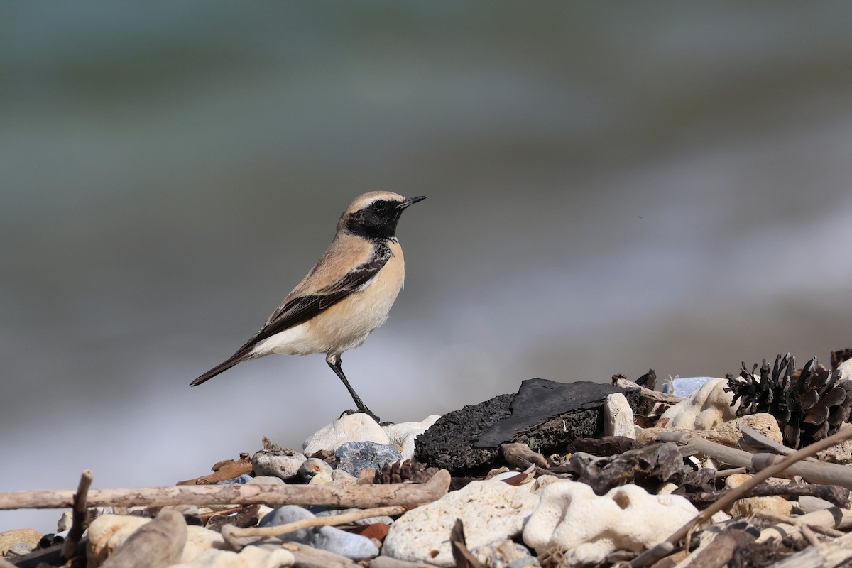 Desert Wheatear - ML657448785