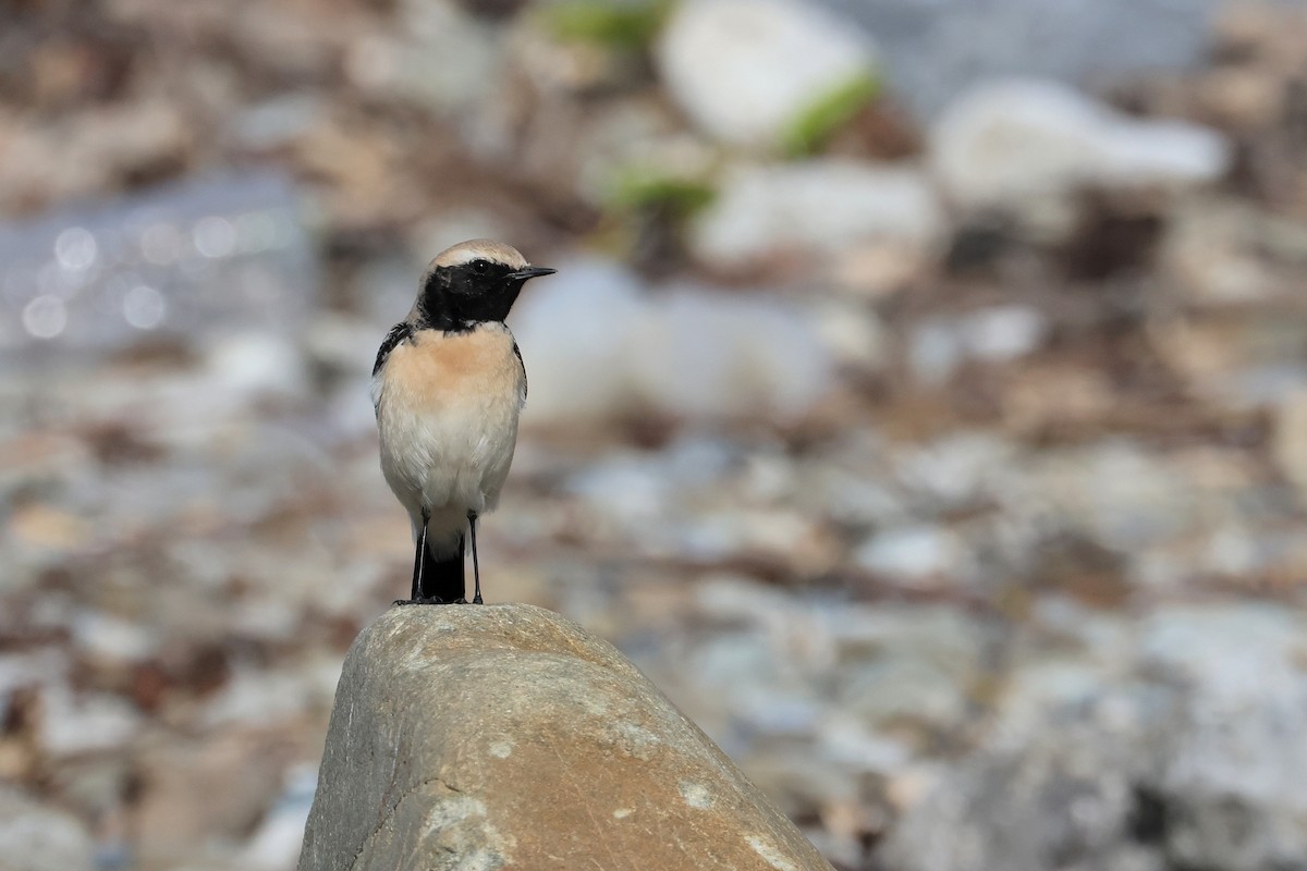 Desert Wheatear - ML657448786