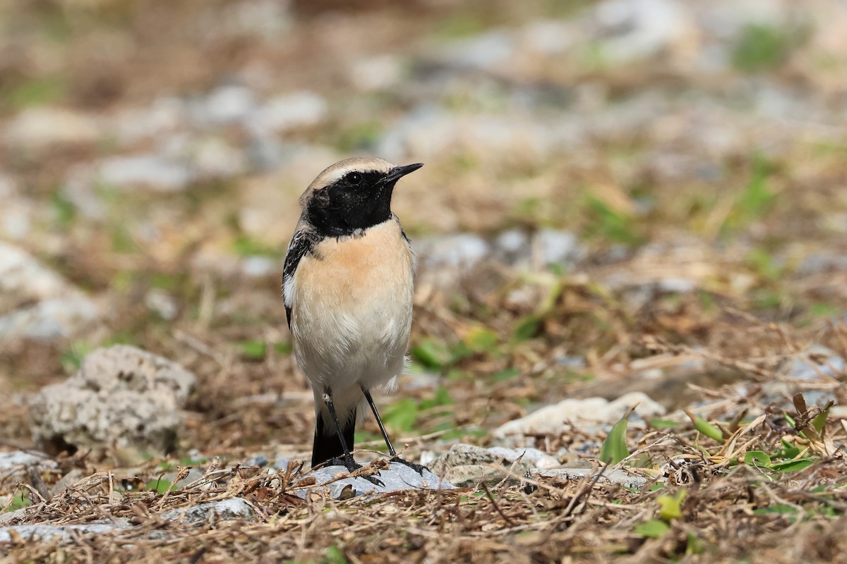 Desert Wheatear - ML657448787