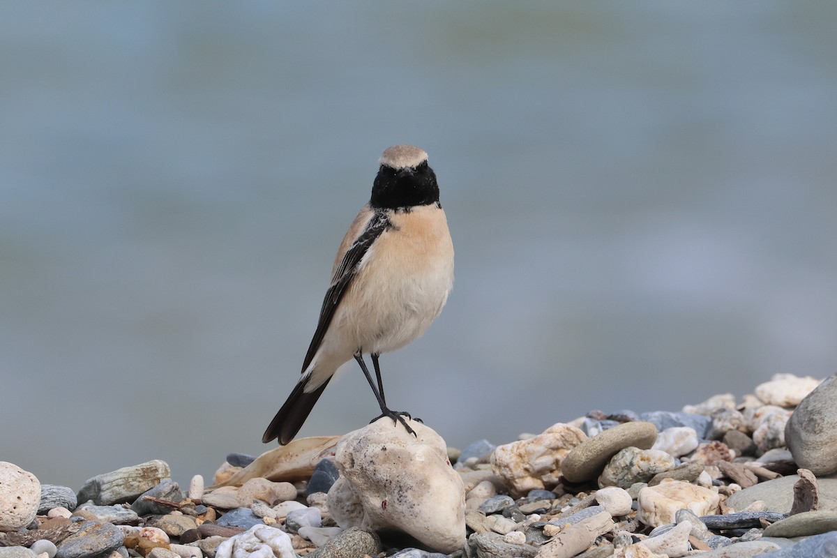Desert Wheatear - ML657448788