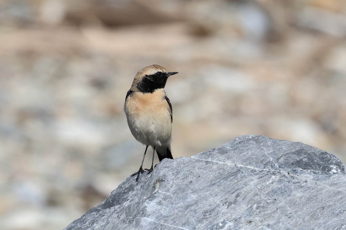 Desert Wheatear - ML657448789