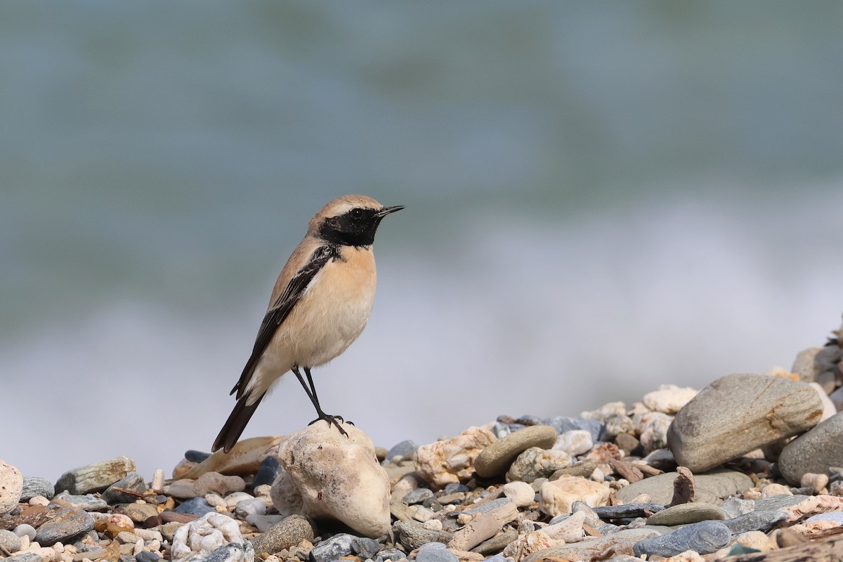 Desert Wheatear - ML657448790