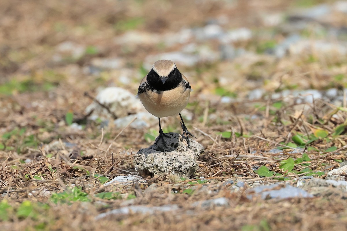 Desert Wheatear - ML657448791