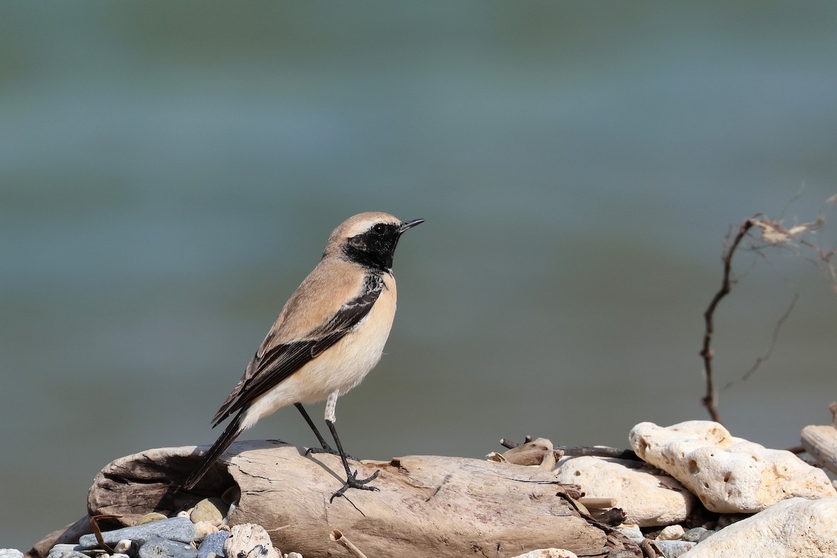 Desert Wheatear - ML657448792