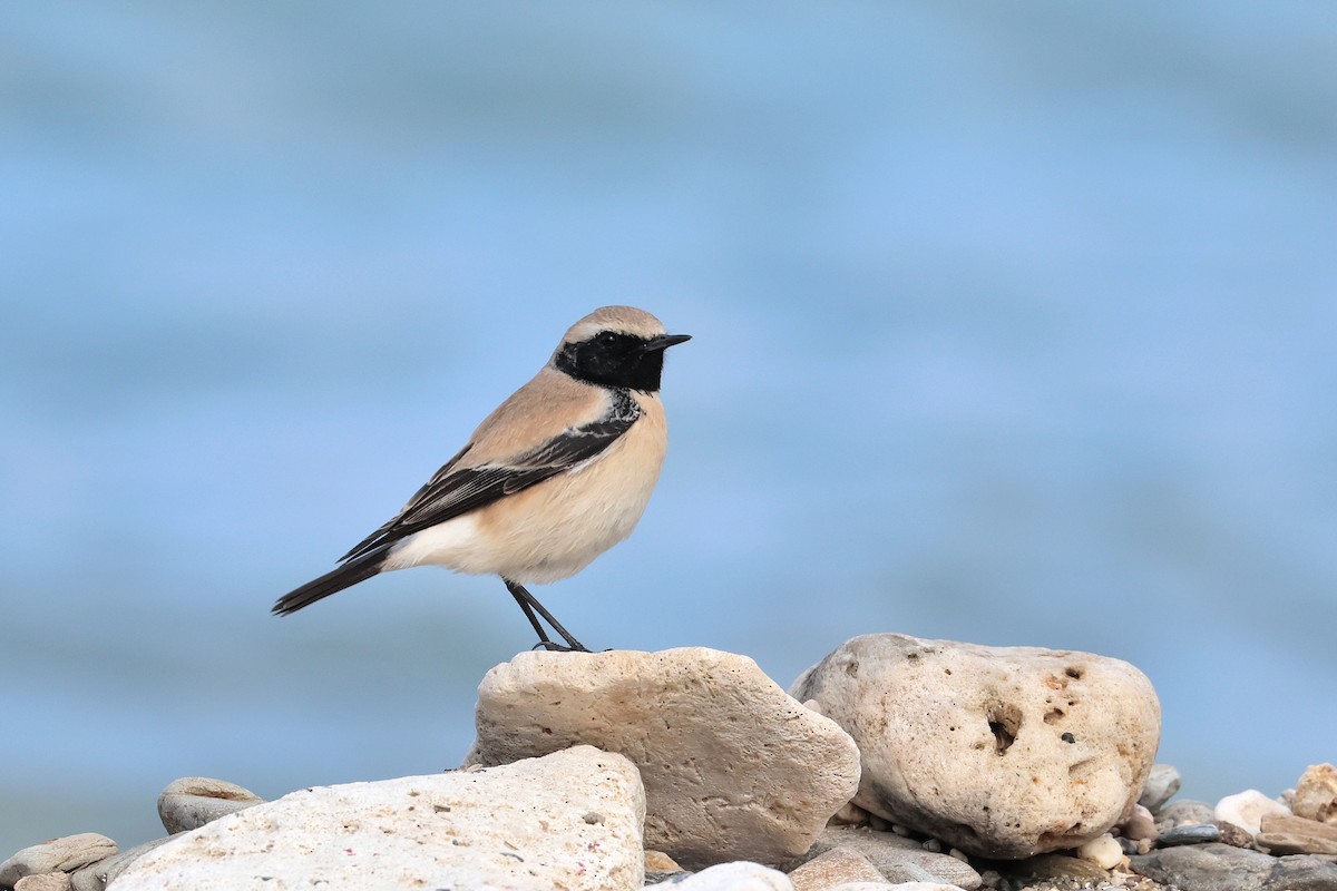 Desert Wheatear - ML657448793