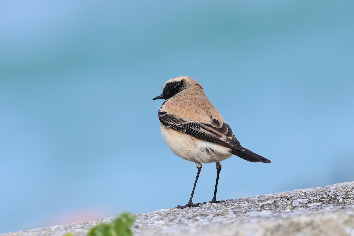Desert Wheatear - ML657448794