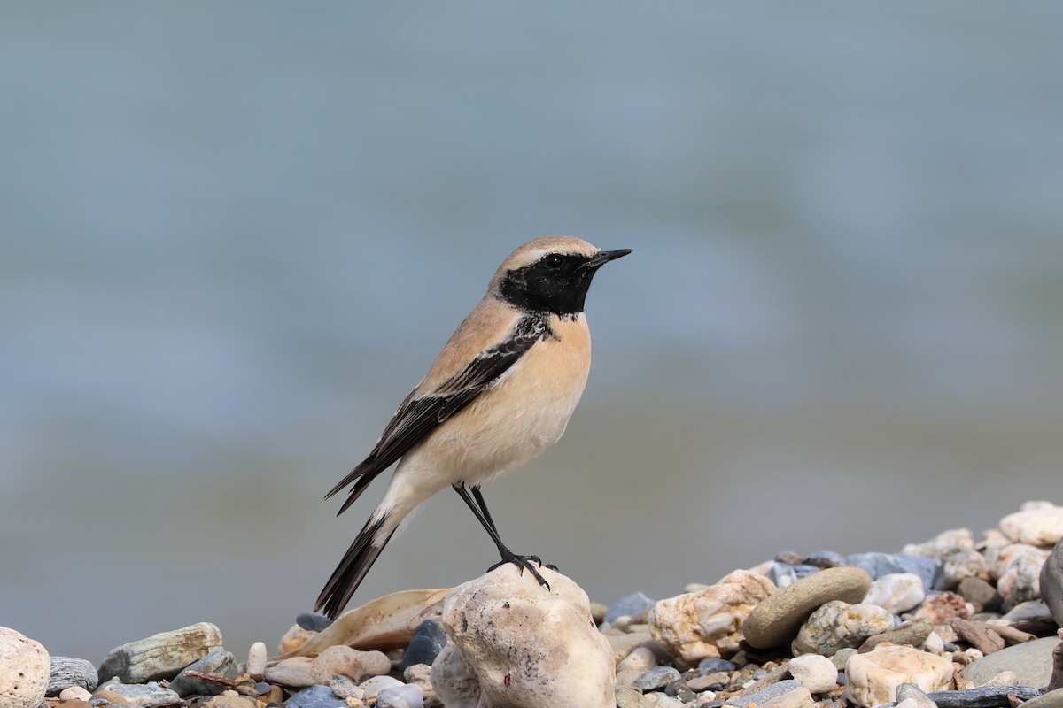 Desert Wheatear - ML657448795