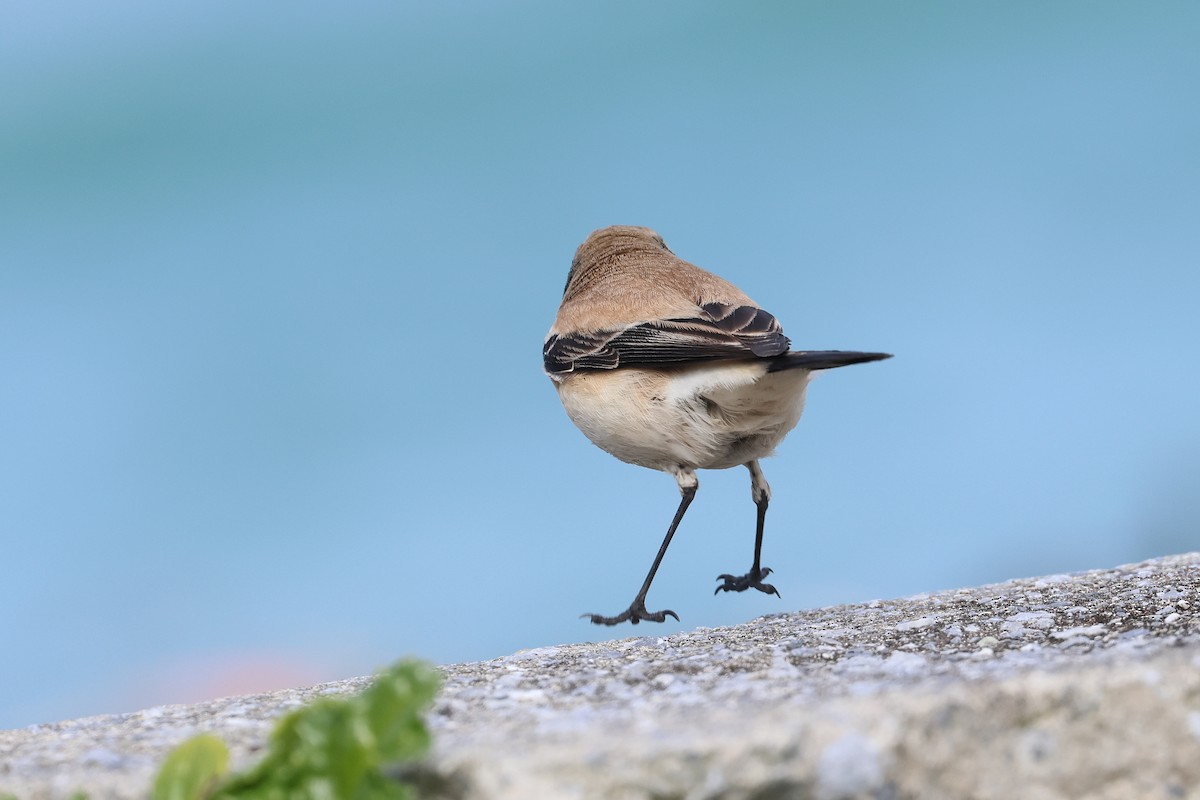 Desert Wheatear - ML657448796