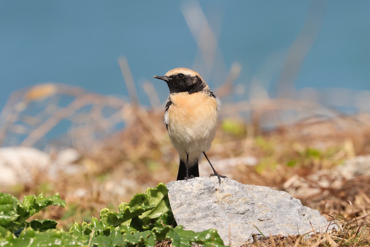 Desert Wheatear - ML657448797