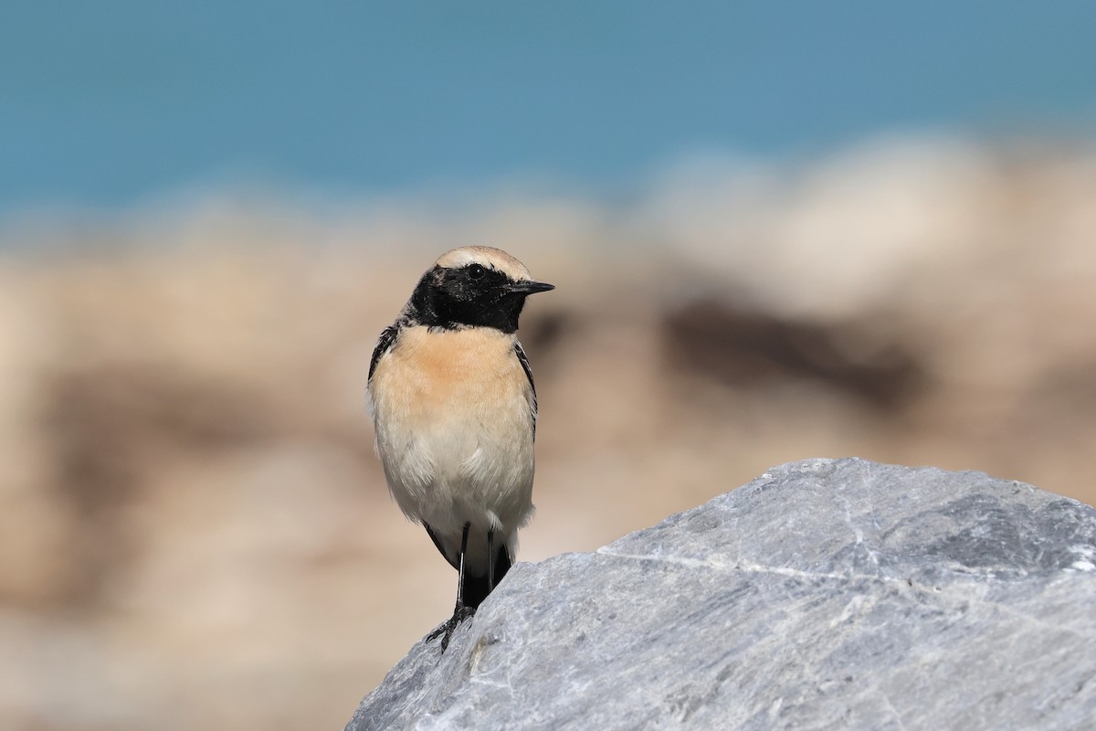 Desert Wheatear - ML657448799