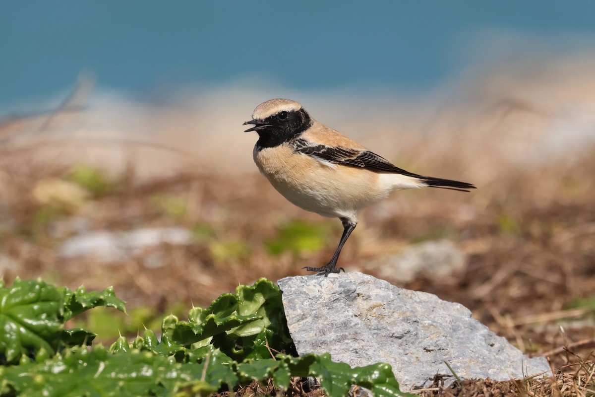 Desert Wheatear - ML657448800