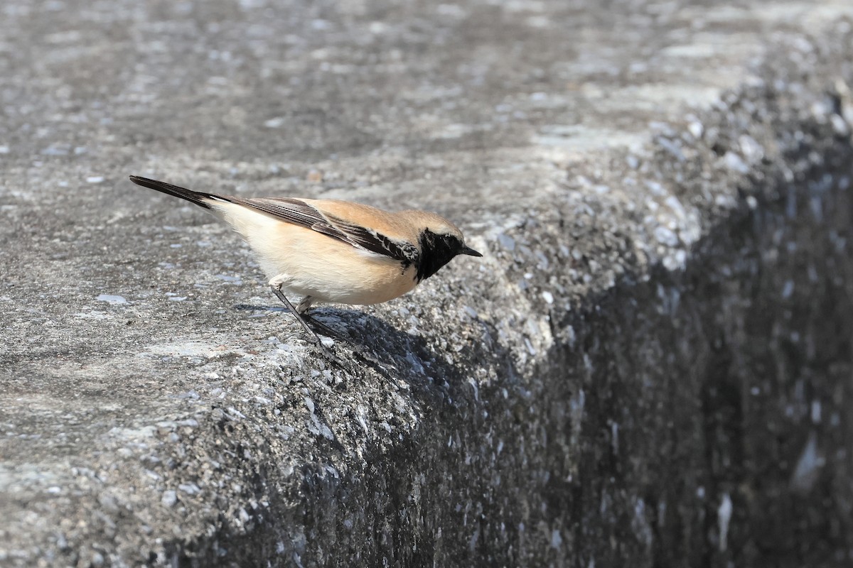 Desert Wheatear - ML657448801