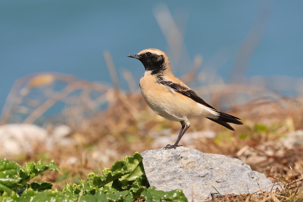 Desert Wheatear - ML657448802