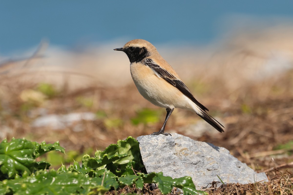 Desert Wheatear - ML657448803
