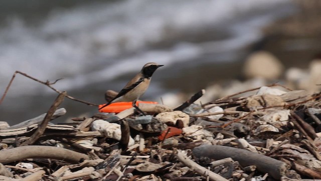 Desert Wheatear - ML657448811