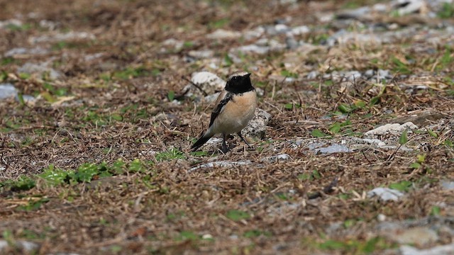Desert Wheatear - ML657448812
