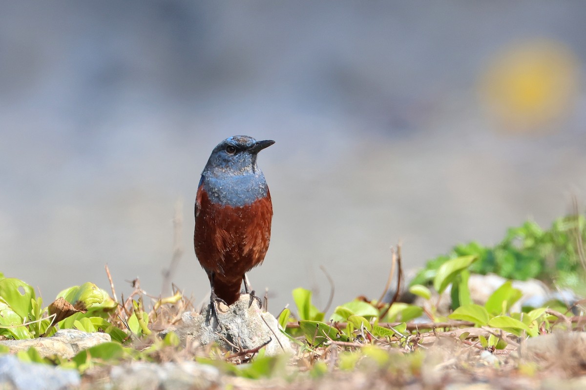 Blue Rock-Thrush - ML657448830