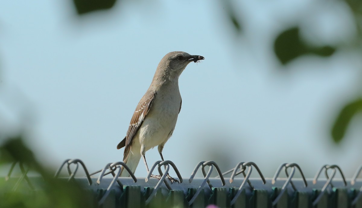 Northern Mockingbird - ML657448854