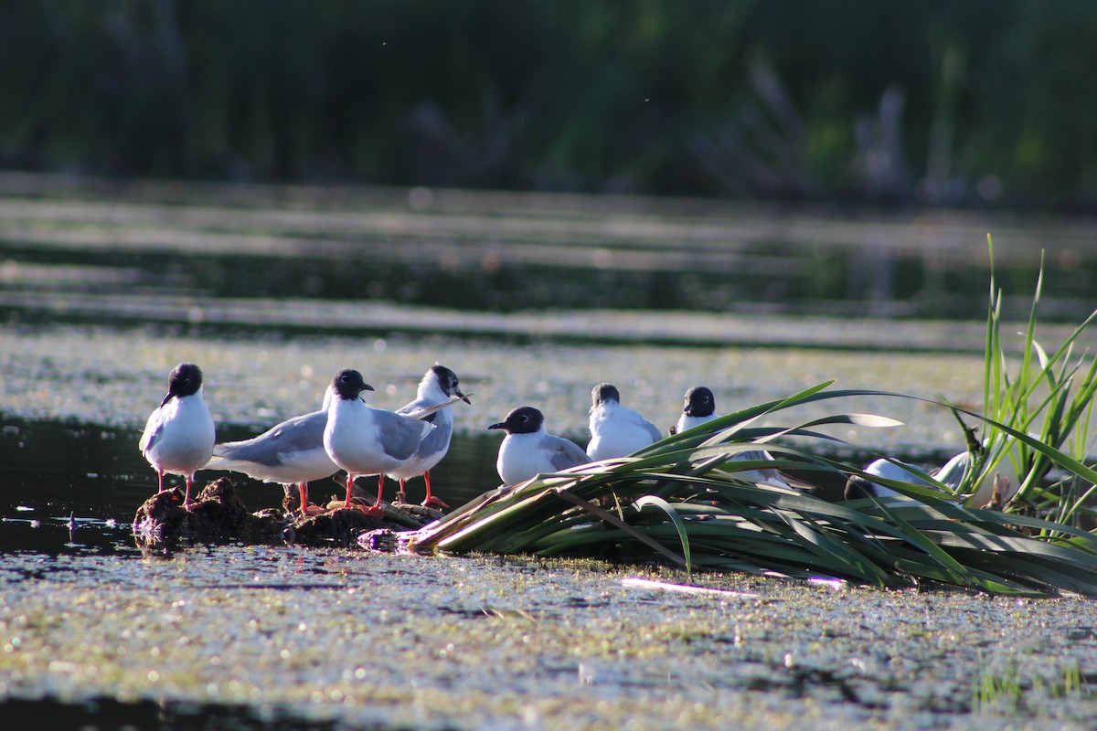 Bonaparte's Gull - Kate  Caldwell