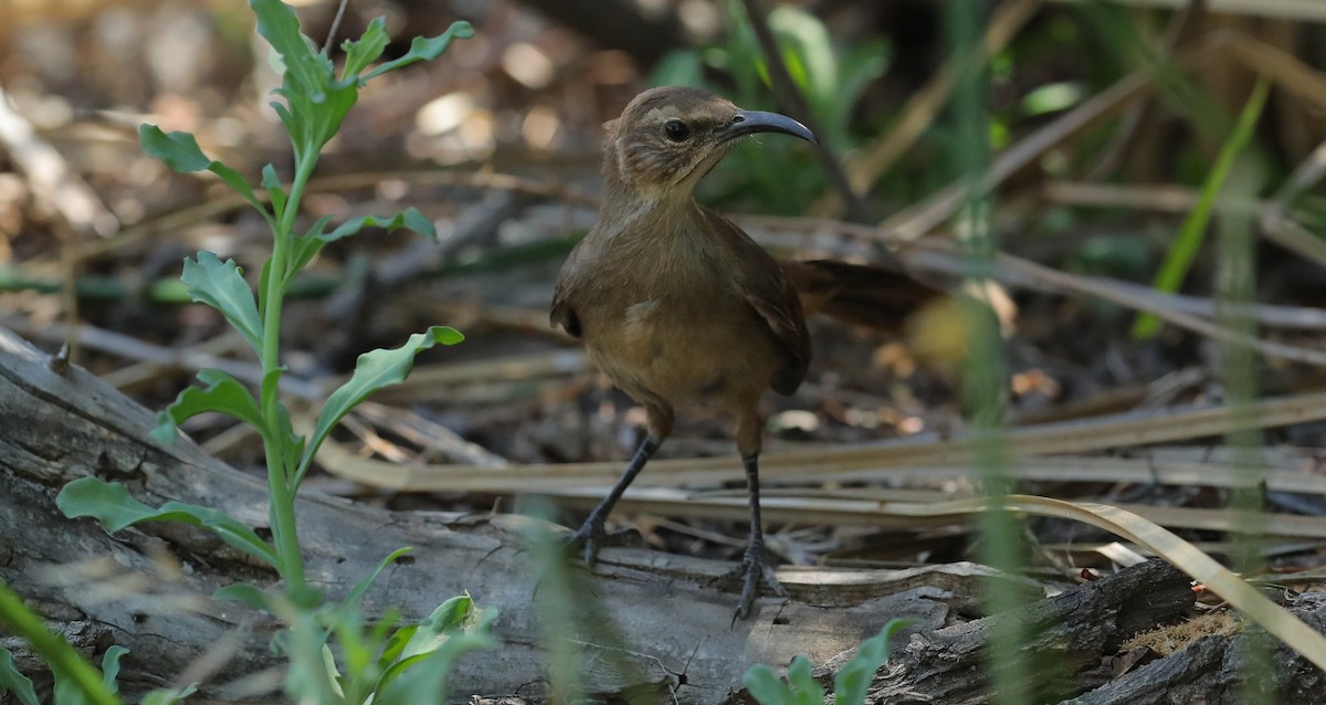 California Thrasher - ML657449440