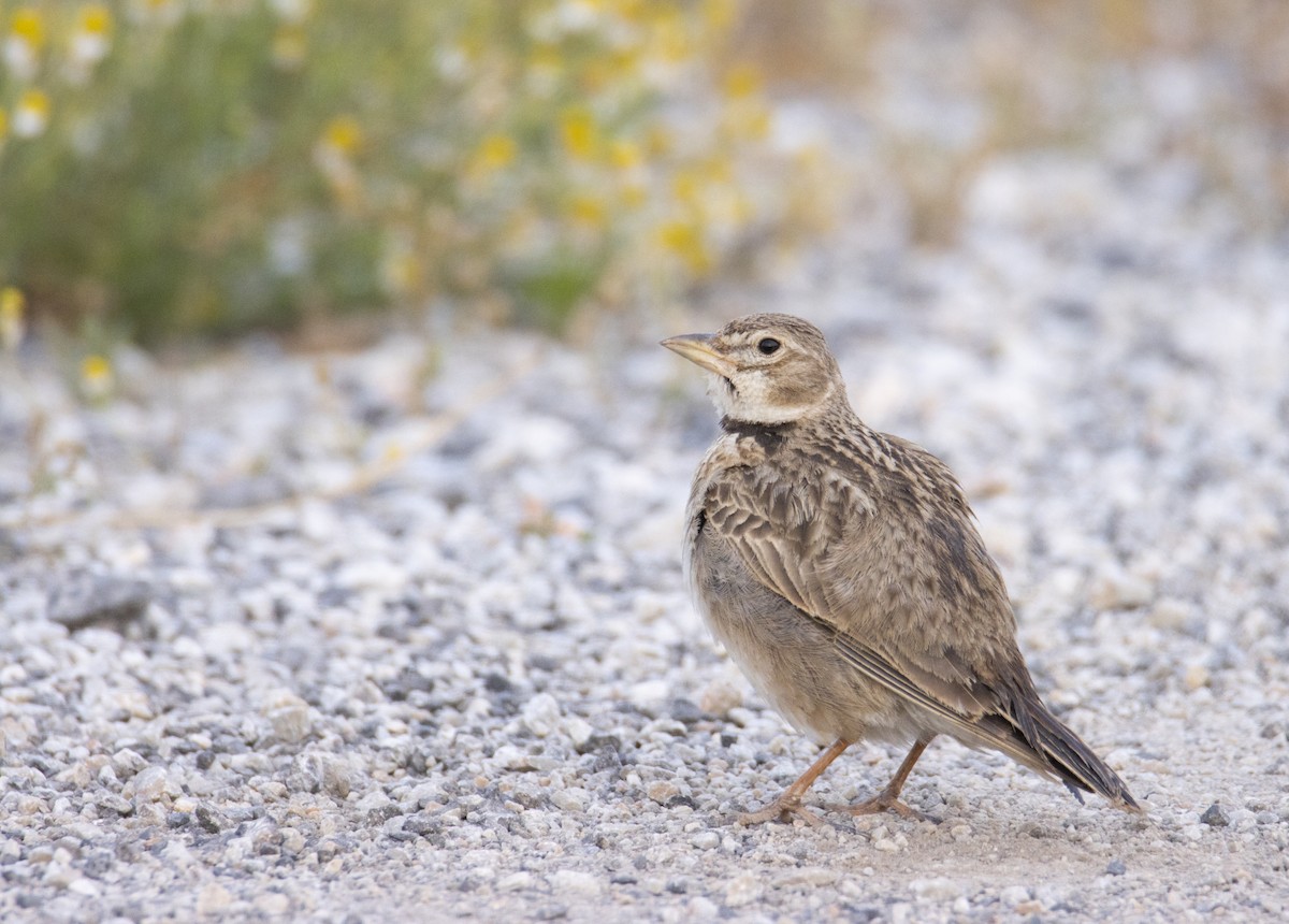 Calandra Lark - ML657449475
