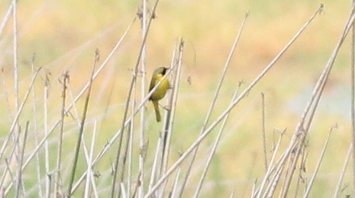 Black-polled Yellowthroat - ML65744961