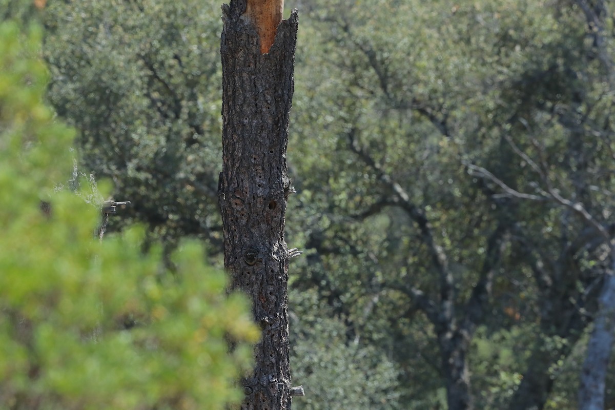 Acorn Woodpecker (Acorn) - ML657449619