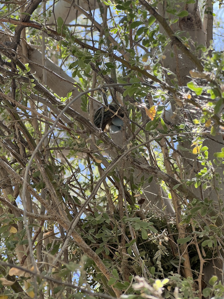 Abert's Towhee - ML657449991