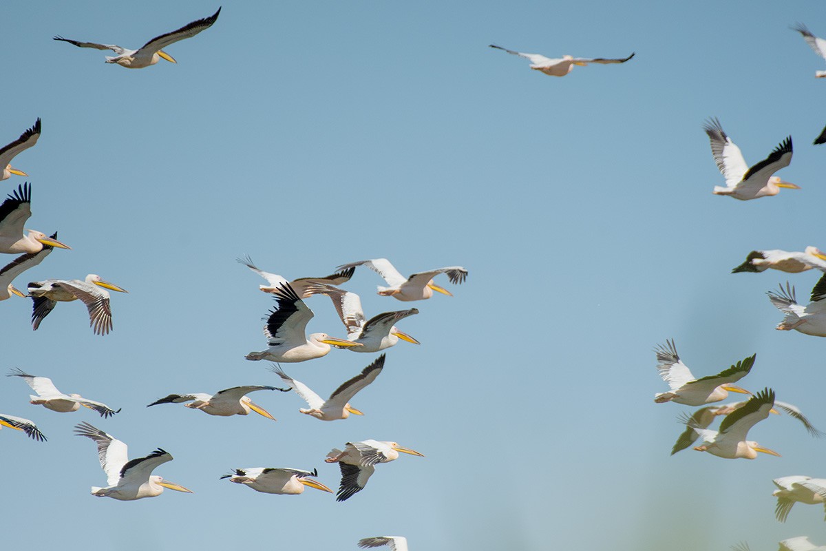 Great White Pelican - ML657450385